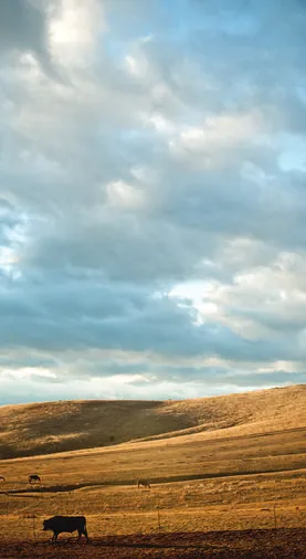 A Wagyu cow under a blue Montana sky